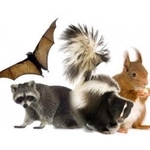 Animal Capture Wildlife Control - photo 3