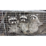 Animal Capture Wildlife Control - photo 4