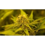 Denver Clone Store - photo 1