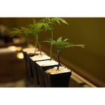 Denver Clone Store - photo 4