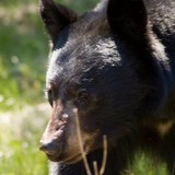 Alaska Motorhome Rentals - RV Rental in Anchorage