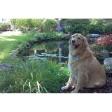 Accent Landscaping and Lawn, LLC - Landscape Architects in Huntsville