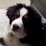 Integrity Roofing Services - Roofing in Decatur