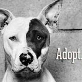 Chilton County Humane Society - Other in Clanton