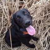 Blackbelt Retrievers LLC - Other in Demopolis
