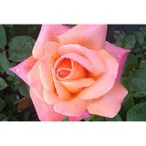 Portera Landscape Design LLC - Landscaping in Birmingham