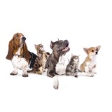 Pam's Creature Care LLC