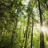 MJ's Tree Service - Tree Services in Decatur