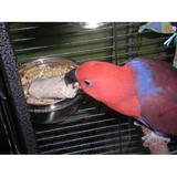 Phoenix Foraging Rolls LLC - Pet Stores in Little Rock