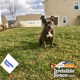 Invisible Fence-Arkansas - Pet Stores in Little Rock