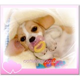 Outbackbeagles - Other in Siloam Springs