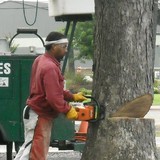 Rowland Tree Service - Tree Services in Cabot