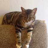 Humane Society of Clark CO - Other in Arkadelphia