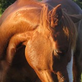 Red Gate Rescue Inc - Other in Hackett