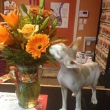 Kamp K9 Pet Resort & Spa - Pet Groomers in Jacksonville