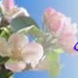 Apple Blossom Inn - Motels in Eureka Springs