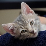 Humane Society-Pulaski County - Other in Little Rock