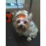 South County Animal Hospital - Animal Hospitals in Greenwood