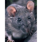 Mr Pack Rat Inc - Pest Control in Tucson