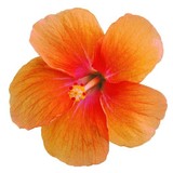 Yoga Pura - Yoga in Phoenix