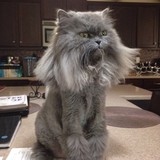 Joy To Pets - Pet Stores in Phoenix
