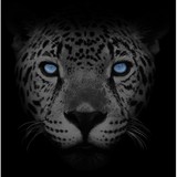 goCyberCat.com - Web Design & Development in Gilbert