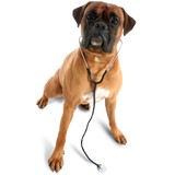 Hoppe Brooke DVM - Veterinarians/Vets in Phoenix