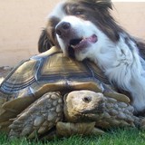 Stofft, Susan DVM - Veterinarians/Vets in Tucson