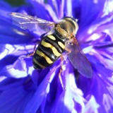 Mathis Exterminating - Pest Control in Phoenix