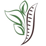 The Chiropractic Wellness Institute - Chiropractors in Mesa