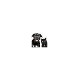 Alta Vista Veterinary Hospital & Boarding - Pet Groomers in Phoenix