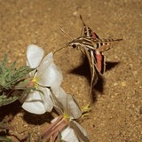Convenient Termite & Pest Control LLC - Pest Control in Gilbert