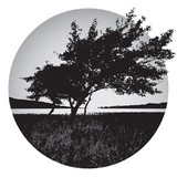 Tree Removal Service Tucson - Tree Services in Tucson
