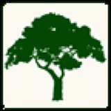 Agave Tree And Landscape - Landscaping in Gilbert