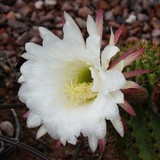 Spirit in the Desert Retreat - Other in Carefree