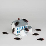 De Soto Exterminator CC - Pest Control in Cave Creek