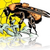 Hts Bees - Pest Control in Tucson