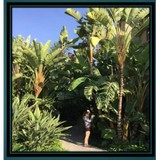 US Arbor Tree Service - Tree Services in Phoenix