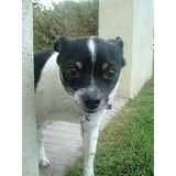 Just Around Corner Pet Sitting - Pet Stores in Phoenix