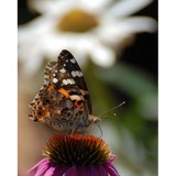 Sweet Garden Organics - Food & Related Products in Scottsdale