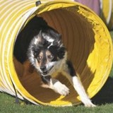 Travel Hounds Usa - Travel Agents in Scottsdale