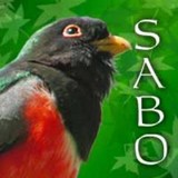 Southeastern Arizona Bird - Other in Bisbee
