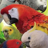 Oasis Sanctuary Foundation Ltd - Social Clubs in Phoenix