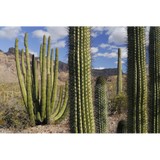Southwest Preferred Properties - Other in Buckeye