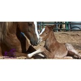 Dreamchaser Horse Rescue & Rehabilitation Inc - Other in New River