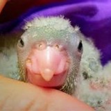 Pet Safari - Pet Stores in Phoenix