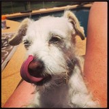 Pet Food Depot - Other in Cave Creek