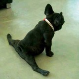Black Dog Bail Bonds - Bail Bondsmen in Phoenix