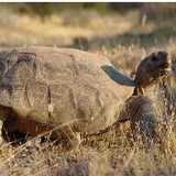 Nevada Biological Consulting - Other in Fort Mohave
