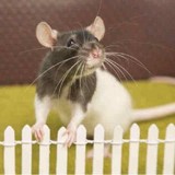 Any Rat Rescue Inc - Marketing in Scottsdale